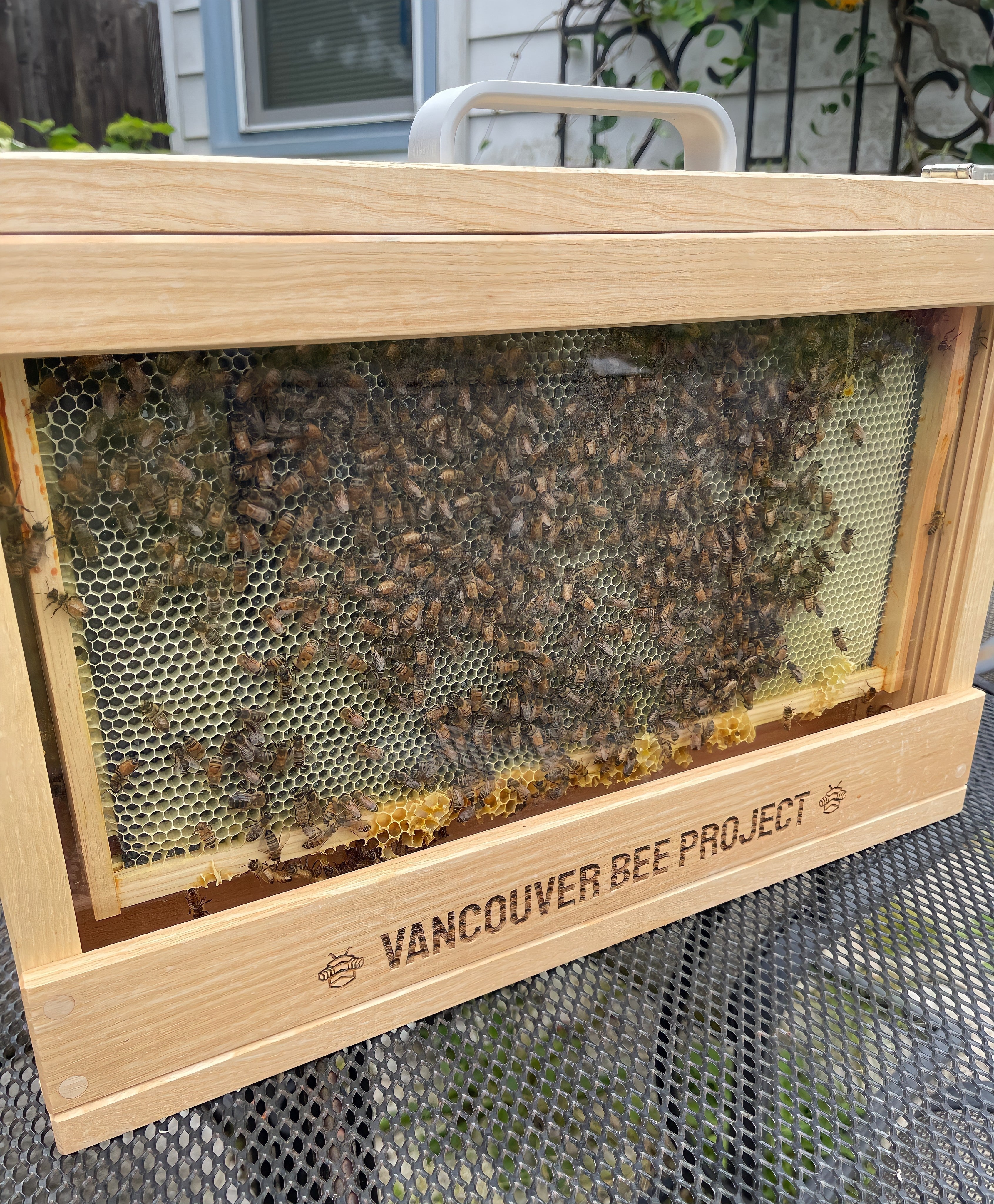 Single frame observation hive with Langstroth frame and live bees inside
