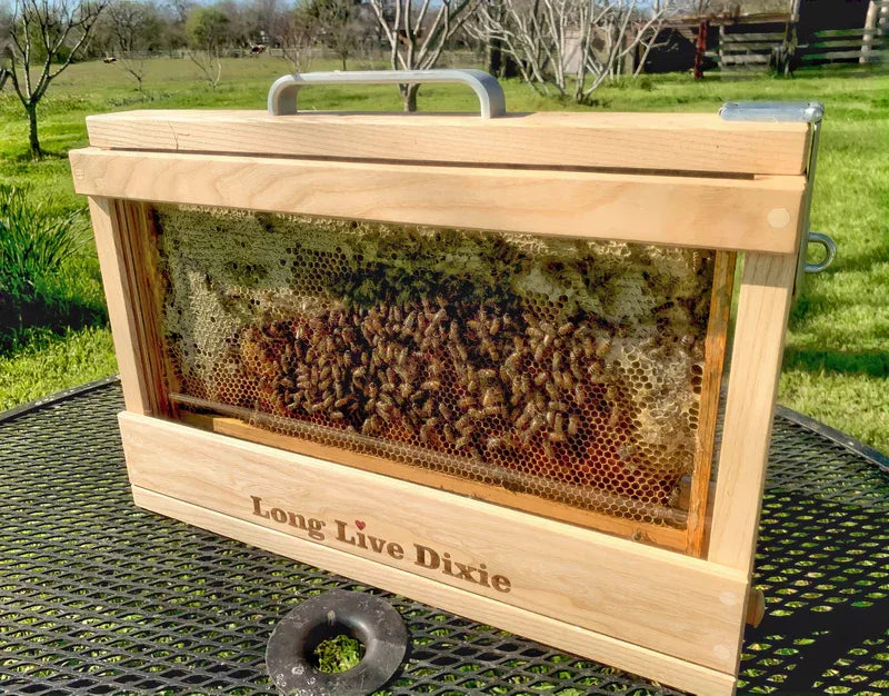 Observation hive with bees – educational beehive with transparent panels