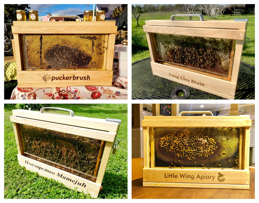 Collage of four single frame observation hives with live bees