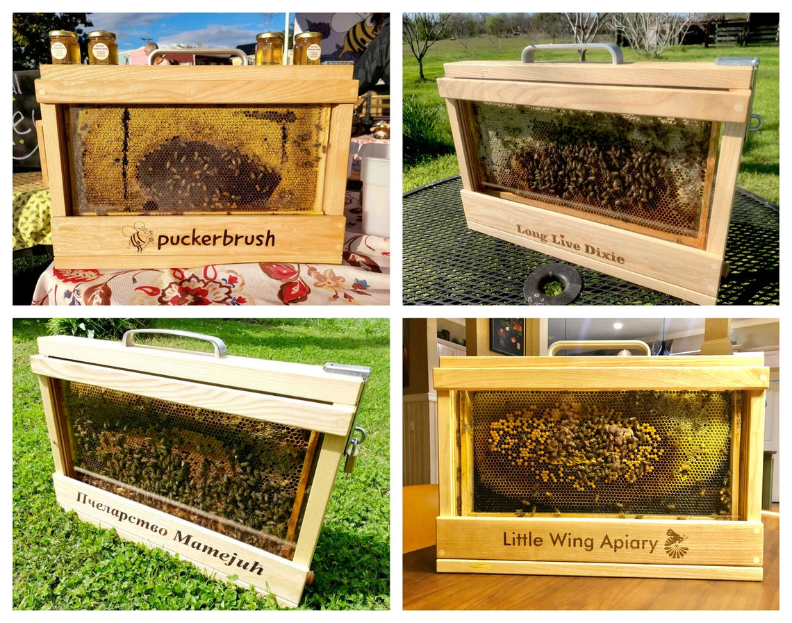 Collage of four single frame observation hives with live bees