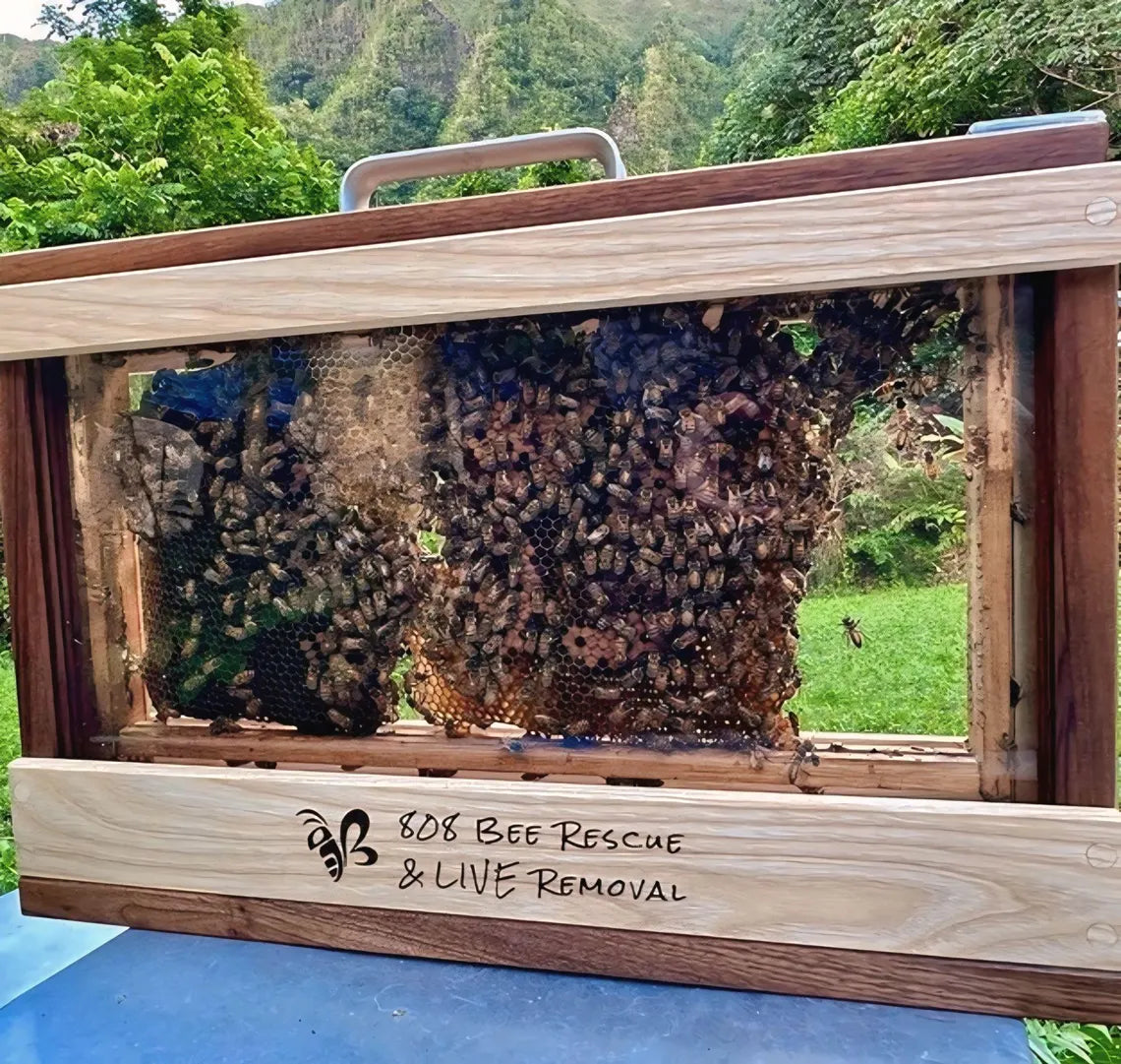 Single frame observation hive with live bees in forest