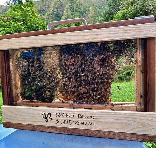 Single frame observation hive with live bees in forest