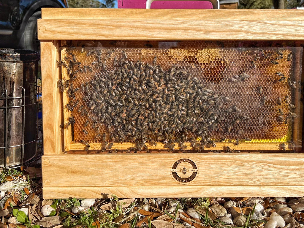 Close-up of single frame observation hive with live bees inside