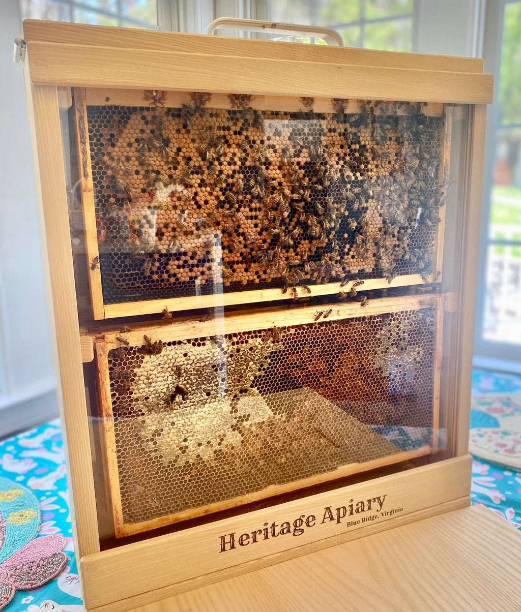4 frame observation hive with live bees inside