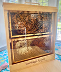 4 frame observation hive with live bees inside