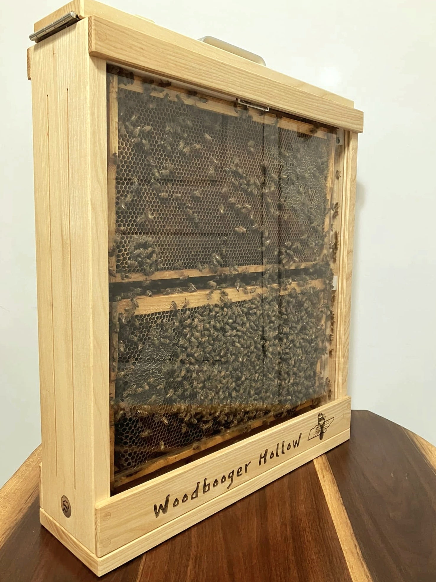nuc observation hive with live bees inside