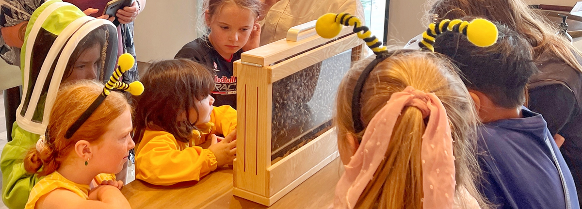 PiWoodArt - Handcrafted Observation Hives for Education & Beekeeping
