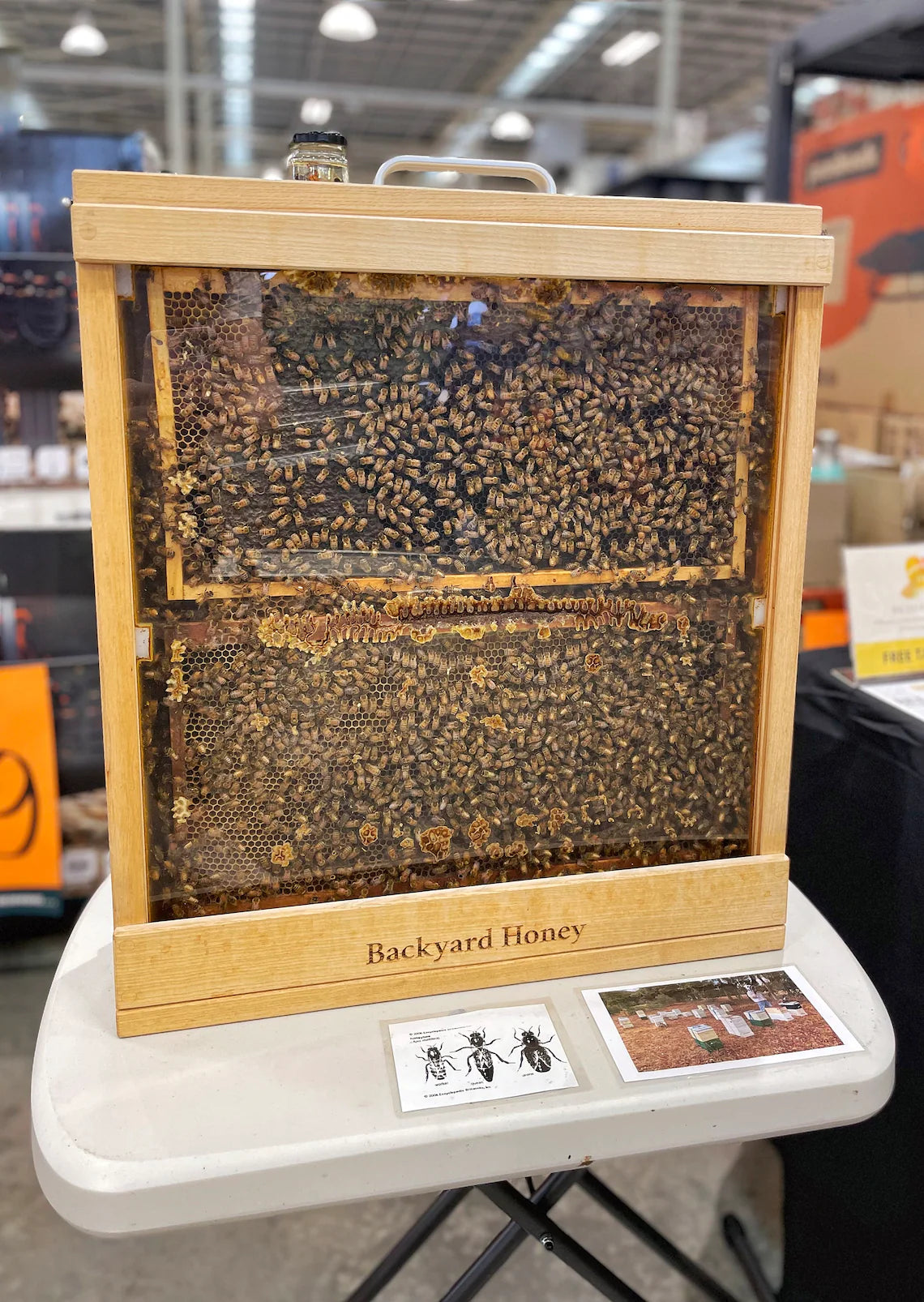 4 frame observation hive for classroom education