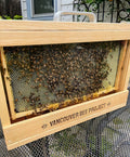 Single frame observation hive with live bees inside