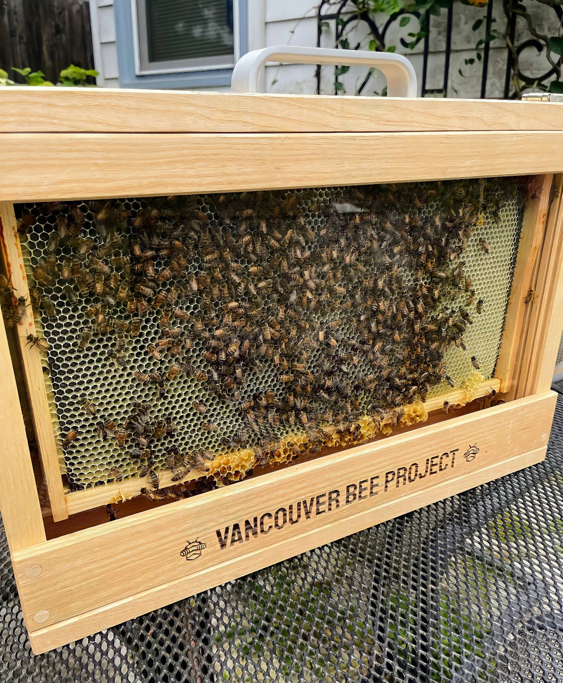 Single frame observation hive with live bees inside
