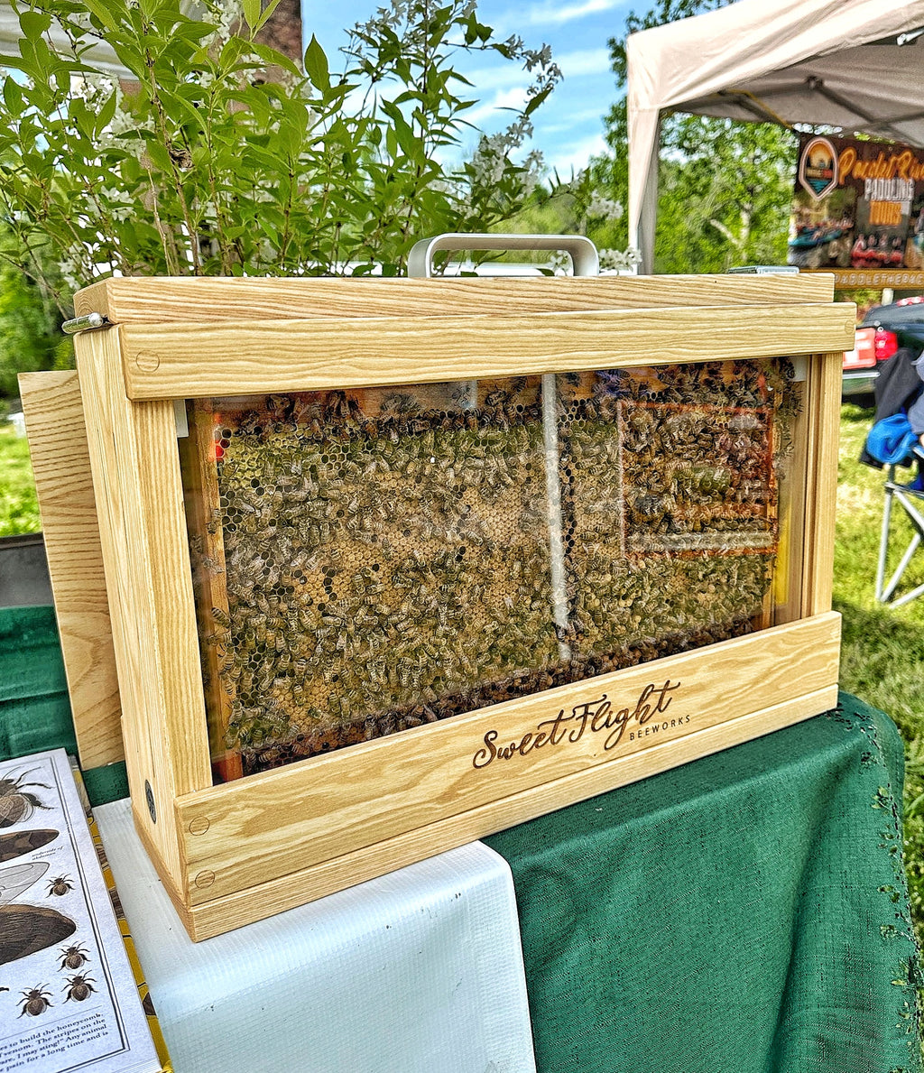 2 frame observation hive with live bees inside