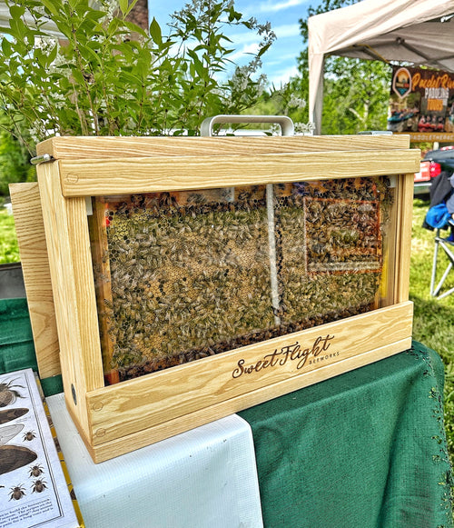 2 frame observation hive with live bees inside